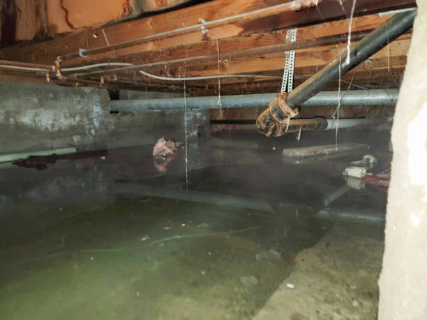 Best Water damage restoration process  in Harrison, MI